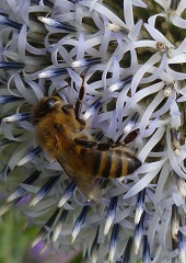 échinops à tête ronde et abeille